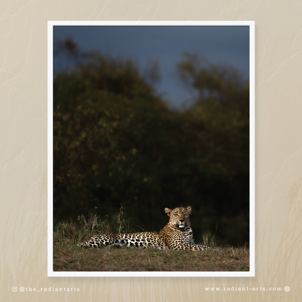Lone Leopard by Huzeifa Zakir